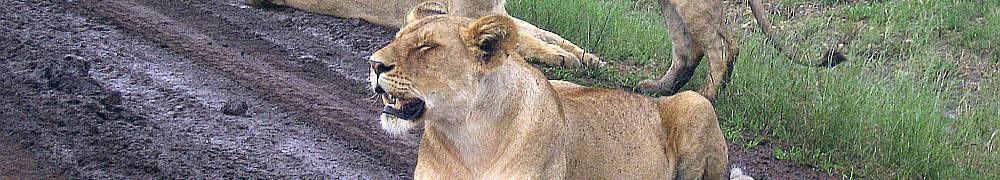 lion3.jpg Tanzania travel and tours, Serengati wildlife safaris, Hotels mount kilimanjaro climbing Desert Safari, safari