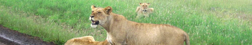 lion2.jpg Tanzania travel and tours, Serengati wildlife safaris, Hotels mount kilimanjaro climbing Desert Safari, safari